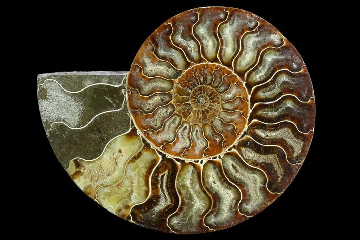 Cut Ammonite Fossil (Half) - Agatized #125574